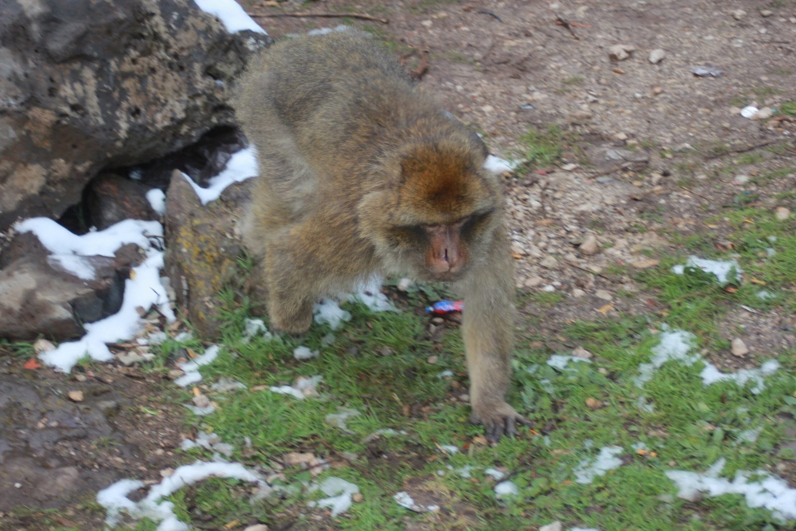 Cedre Gouraud Forest monkeys Ifrane