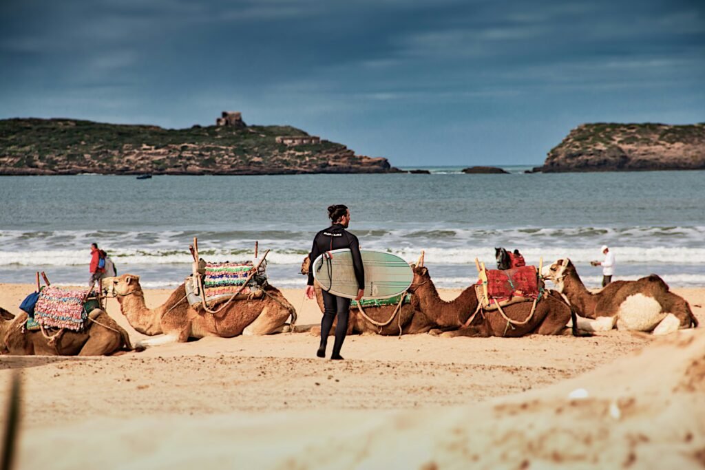 Camels resting on the beach at Essaouira